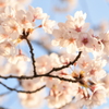 明け方の桜　鳥屋野１