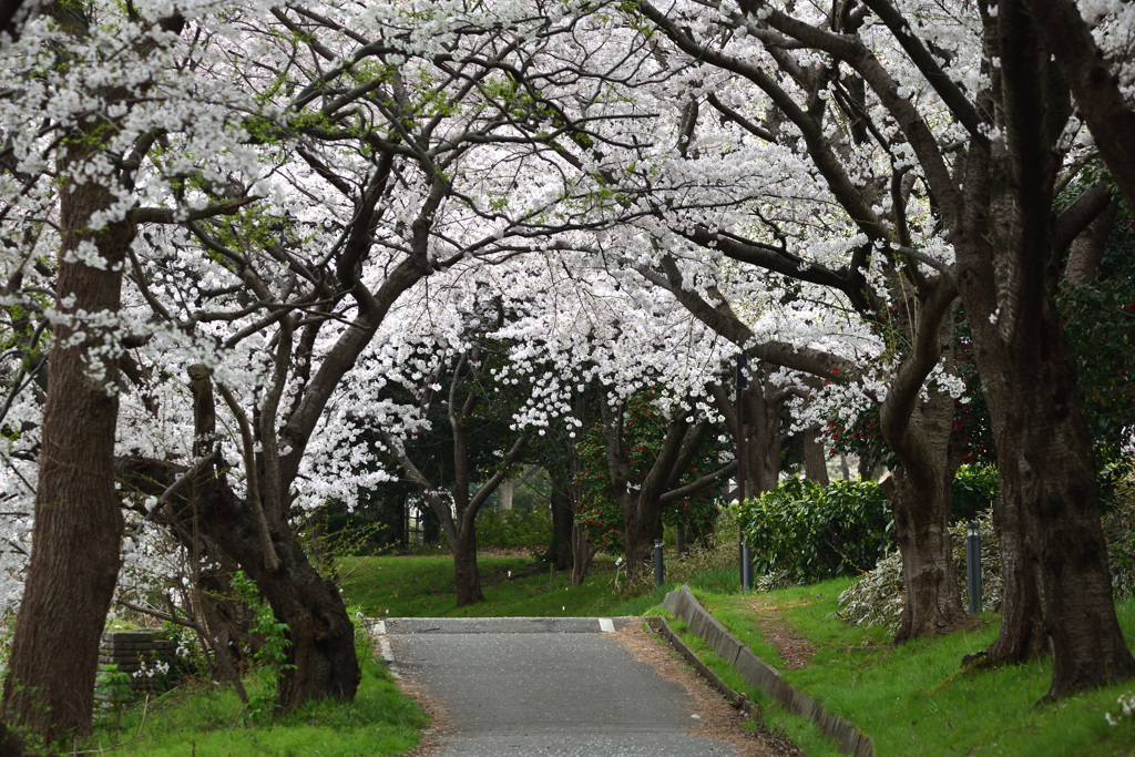 鳥屋野　桜
