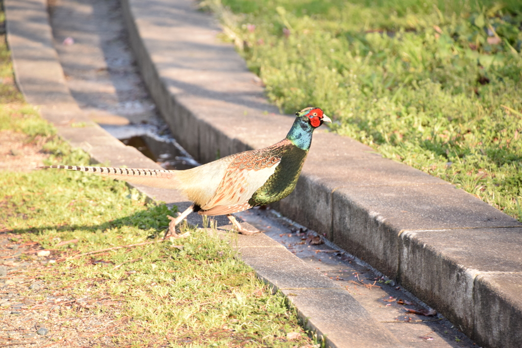 鳥屋野公園　遭遇