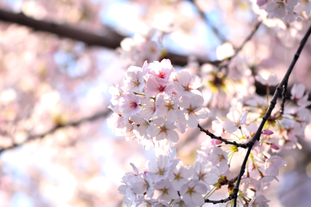 桜、満開