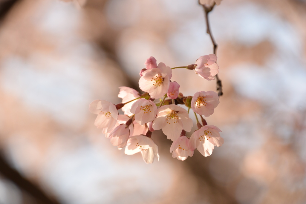 明け方の桜　鳥屋野2