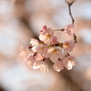 明け方の桜　鳥屋野2