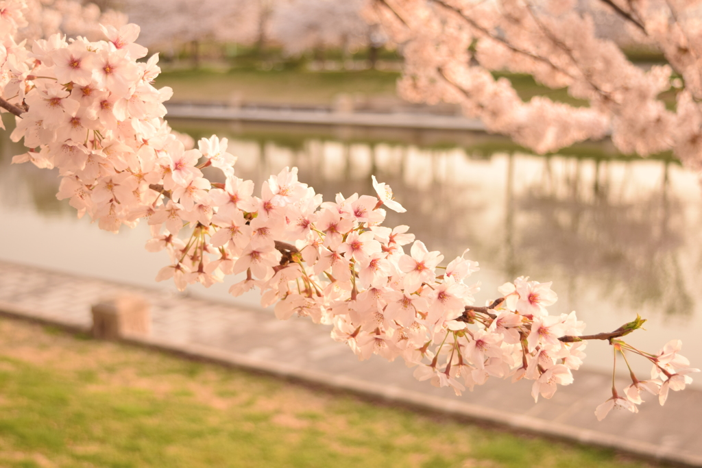 鳥屋野公園　明け方の桜
