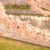鳥屋野公園　明け方の桜