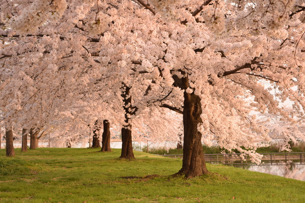 鳥屋野公園　明け方の桜