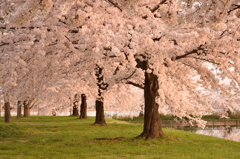 鳥屋野公園　明け方の桜