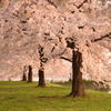 鳥屋野公園　明け方の桜