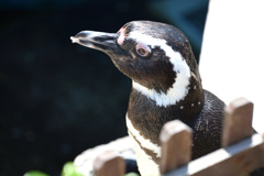 うみがたりのペンギン