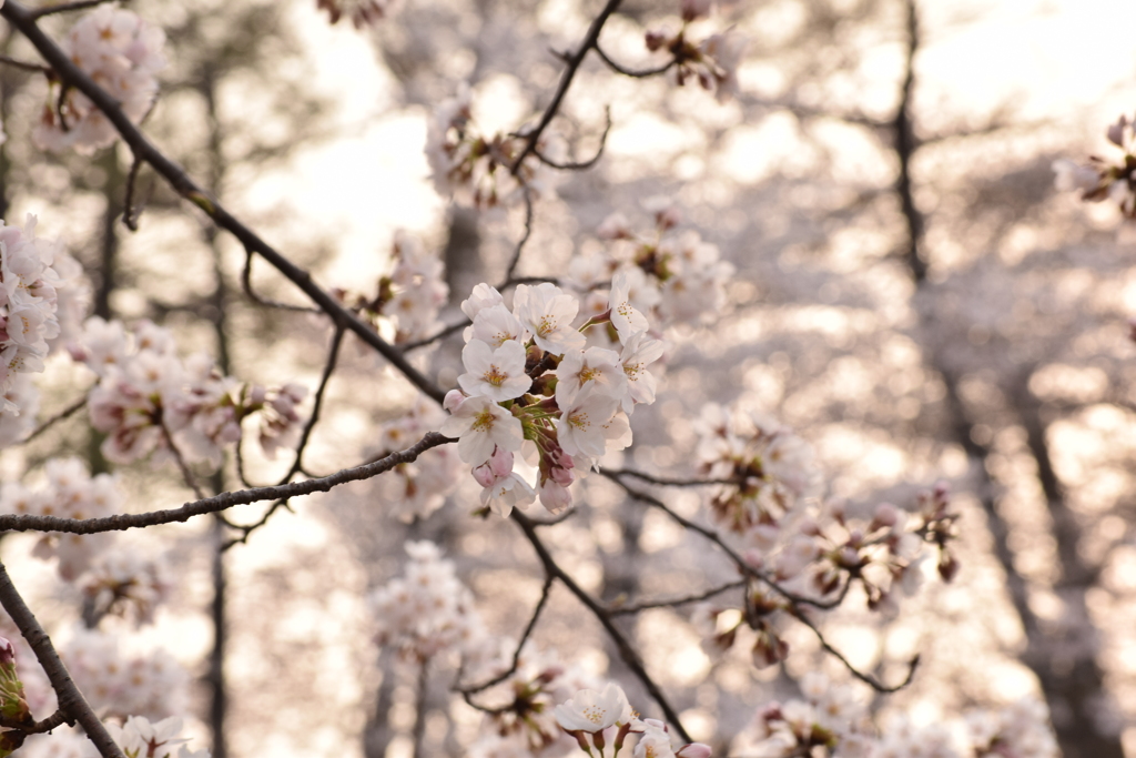 高田公園