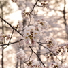 高田公園