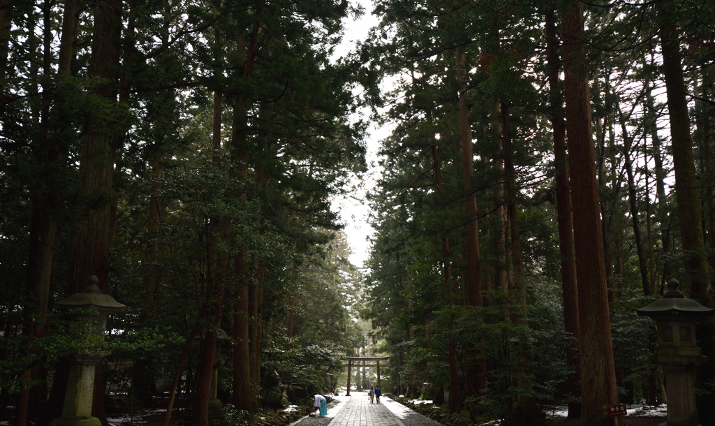 弥彦神社　参道