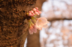 鳥屋野公園　明け方の桜