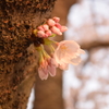 鳥屋野公園　明け方の桜