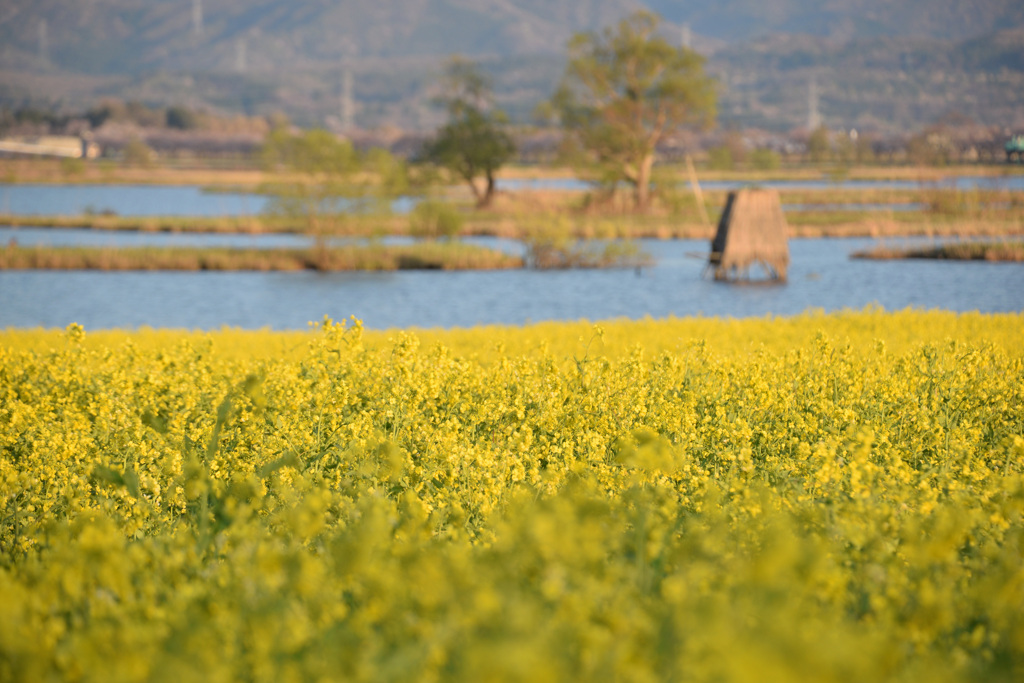 福島潟　菜の花