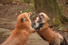2015　キツネ村　秋