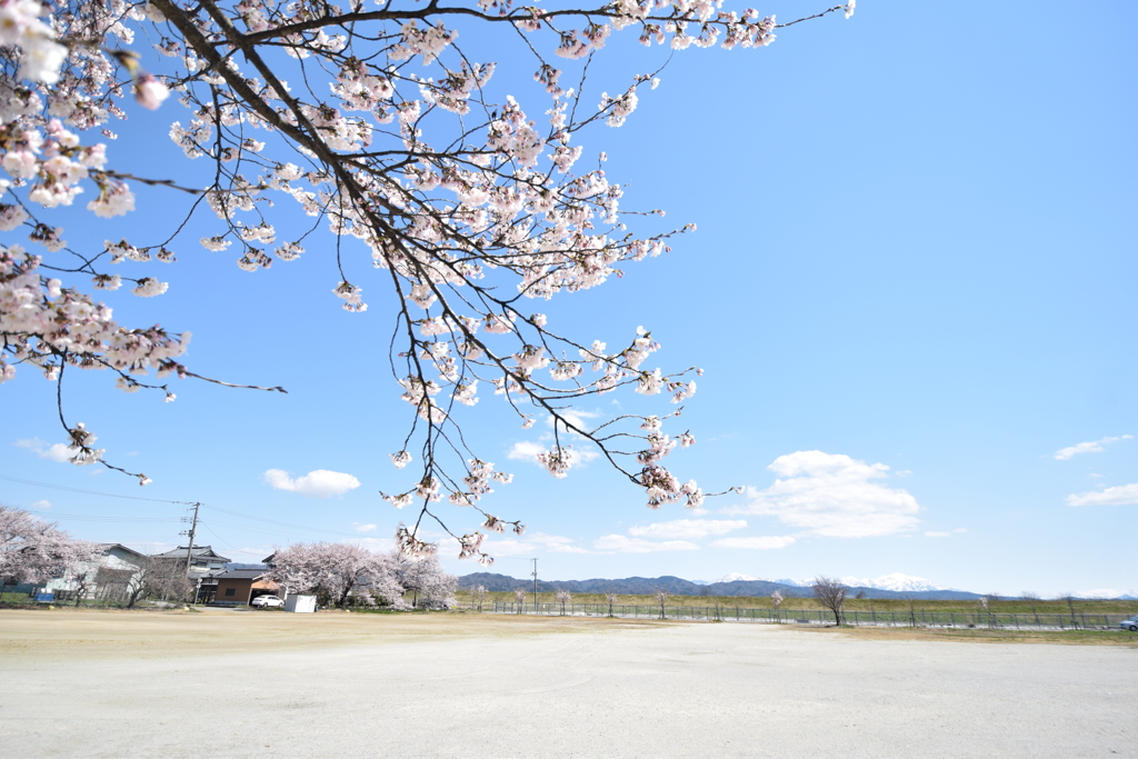 桜　加茂市２
