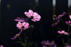 小春日和の秋桜