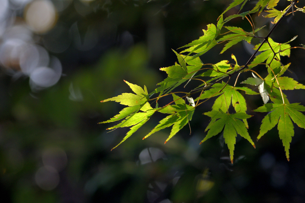 紅葉の緑