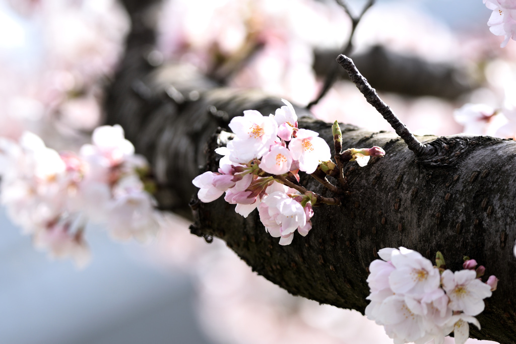 鳥屋野の桜１