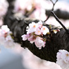 鳥屋野の桜１
