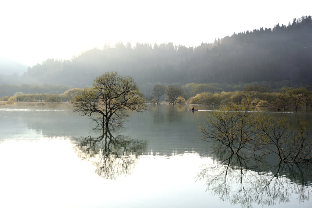 白川湖　水没林