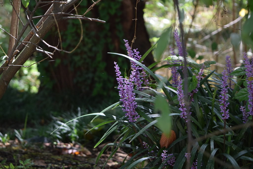 鳥屋野公園　博物館のそば