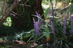 鳥屋野公園　博物館のそば