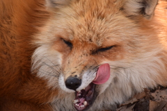 キツネ村