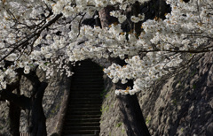 金沢城　桜と石垣