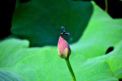 開花を待つトンボ