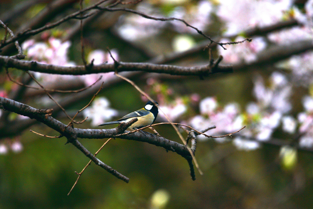 桜と四十雀