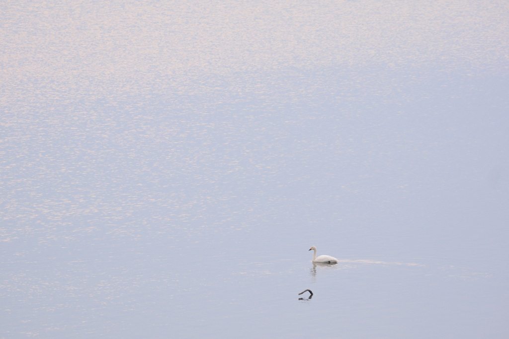 阿賀野川　河岸の白鳥