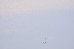 阿賀野川　河岸の白鳥