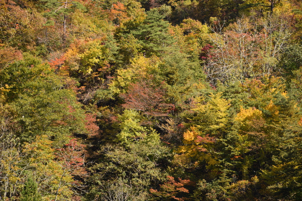 紅葉　新潟下田地区