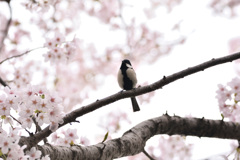 鳥屋野　桜と四十雀