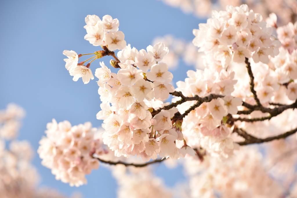 明け方の桜　鳥屋野6