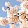 明け方の桜　鳥屋野6