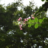 上堰潟公園