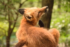 キツネ村４