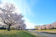 桜、巻雲、ビッグスワン