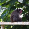 旧下田村　大谷ダム付近のサル