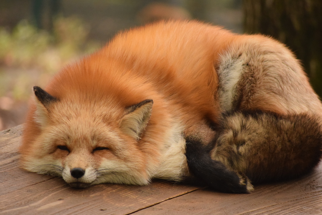 2015　キツネ村　秋