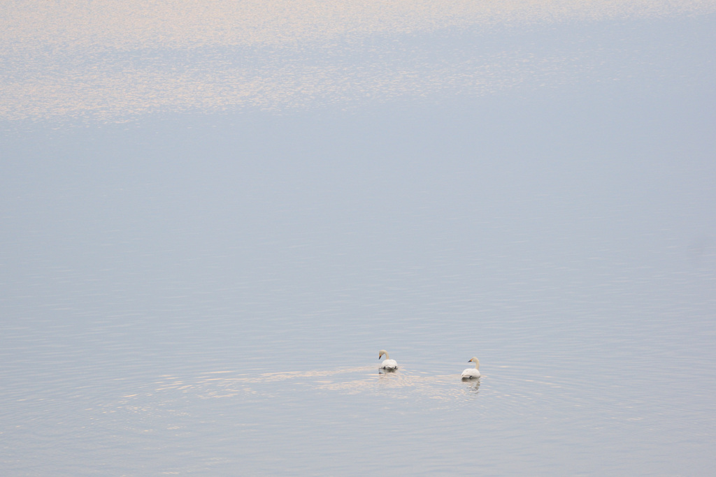 阿賀野川　河岸の白鳥