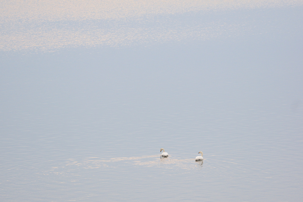 阿賀野川　河岸の白鳥
