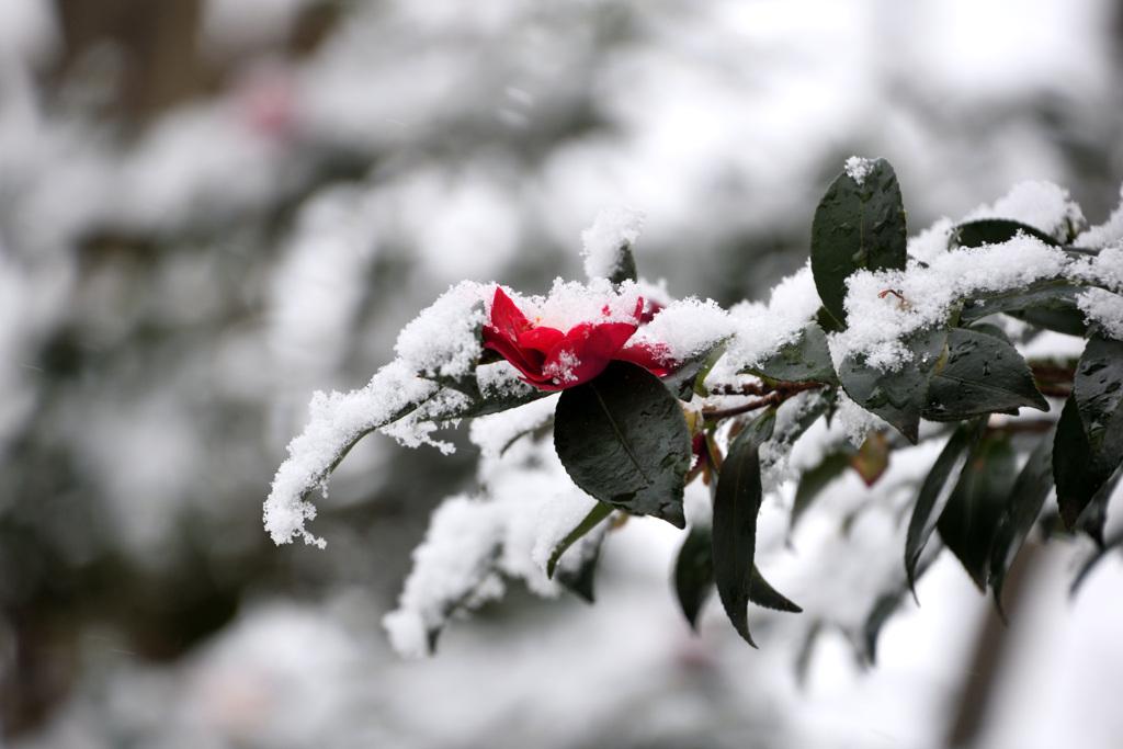雪椿
