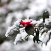 雪椿