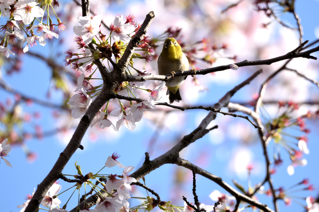 桜と目白のカメラ目線
