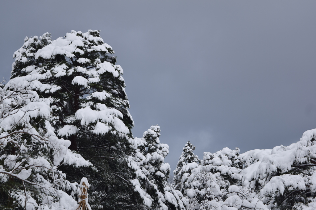 弥彦　もみじ谷