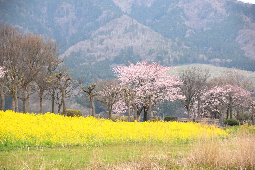 桜と菜の花２