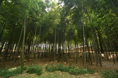 偕楽園　孟宗竹２